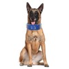 haoyueer 3" Sharp Spiked Studded Leather Dog Collar for Training,Sports,Walking,Medium,Large,X-Large,for