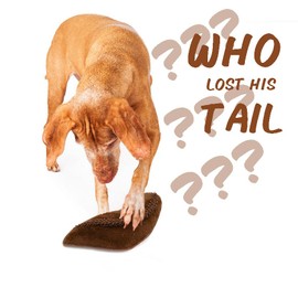 Onmygogo Squeaky Plush Dog Toy, Plush Toy Tail Toy for Aggressive Chewers, Interactive Toy for Small, Medium and Large Dog Breeds (Squirrel)