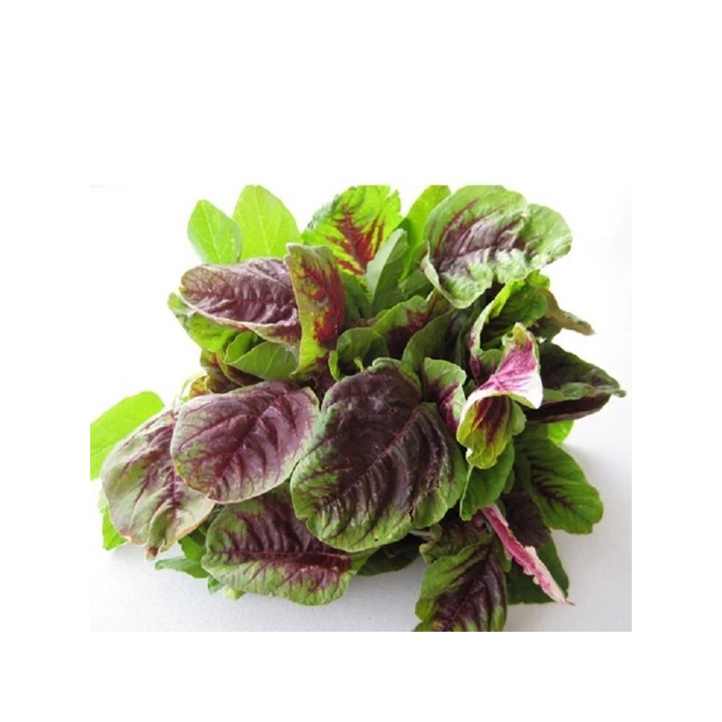 KS STORE 2000+PCS GARNET AMARANTH SEEDS/ RAU DỀN BA MÀU