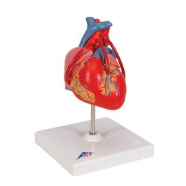 3B Scientific 1017837 Human Anatomy - Classic Heart Model with Bypass, 2 Part + free Anatomy App - 3B Smart Anatomy
