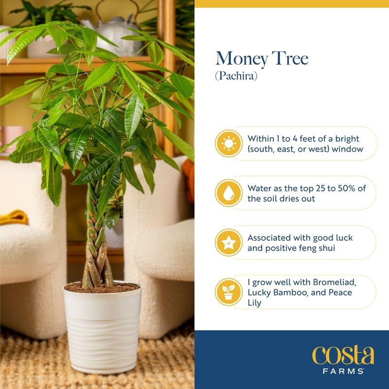 Costa Farms Money Tree (Pachira Aquatica) Live Indoor Bonsai-Style Plant,
