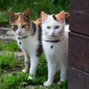 Hepplly 2 Pack Cat Collars Quick Release Reflective Kitten Collar