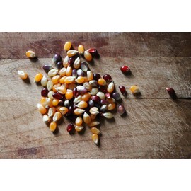 Shiloh Farms Organic Multicolor Popcorn Kernels - 16 Ounce Bag - A wholesome, healthy snack you can feel good about!