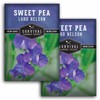 Lord Nelson Sweet Pea Seeds - Grow Fragrant Sweet Pea