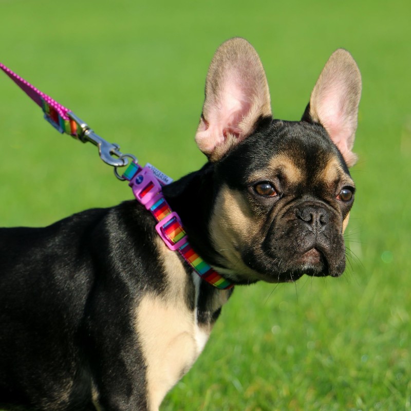 Ancol Rainbow Patterned Adjustable Dog Collar To Fit Neck 30-50
