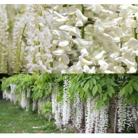 MySeeds.Co Wisteria sinensis alba (White Wisteria) Vine Seeds, Elegant White Blooms - Trial Packet Size (~ 5 Seeds)