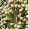 Longan Tree Dimocarpus Dragon Eye 12”With Pot Seedling Plant Tropical