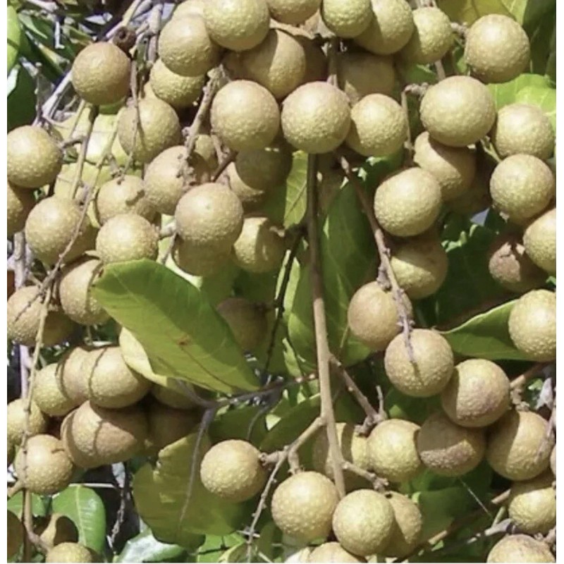 Longan Tree Dimocarpus Dragon Eye 12”With Pot Seedling Plant Tropical
