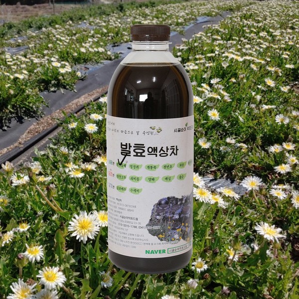 Natural white dandelion enzyme solution 1000mlx1 bottle/ss 100% naturally aged fermented solution / 자연미가 흰민들레 효소액 1000mlx1병 /ss 자연숙성 발효액100%