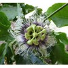 50pcs Passion Flower Dwarf Jewel Mix Flower to Planting