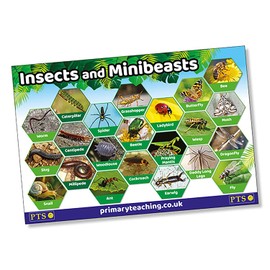 1 Insects & Minibeasts Early Years KS1 KS2 KS3 Science Nursery School Childrens Pupils Teachers Classroom Display Poster A2 Primary Teaching Services