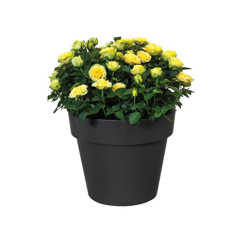 Elho 7611902343300 23 cm Green Basics Top Planter Flower Pot
