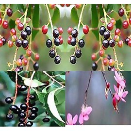 Big Pack - (500) Black Cherry Prunus serotina Tree Seeds - Berries Used in Wine Making - by MySeeds.Co (Big Pack - Black Cherry)
