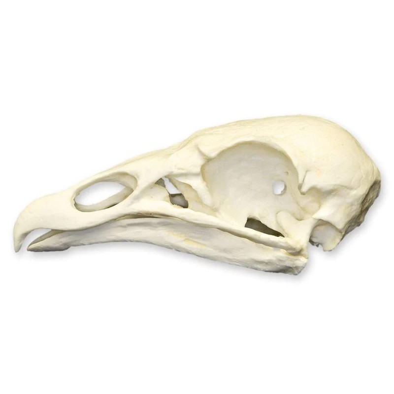 Turkey Vulture Skull (Teaching Quality Replica)