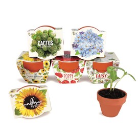 BUZZY Seeds Mini Terracotta Grow Pots Daydream Collection, Assorted 6-Pack Flower and Plant Seed Starter Kit for Kids and Adults, Indoor Gardening Gift, Holiday Present, Stocking Stuffer
