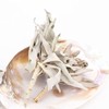 Aladdin Collection White Sage, 1.1 oz (30 g), White Sage,