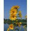 SUNFLOWER (MAXIMILLION) 30 SEEDS! PERENNIAL SUNFLOWER! COMBINED S/H!