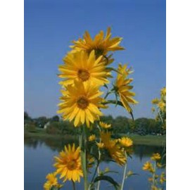 SUNFLOWER (MAXIMILLION) 30 SEEDS! PERENNIAL SUNFLOWER! COMBINED S/H!