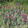 Outsidepride Lychnis Coronaria - 5000 Seeds