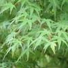 Japanese Maple Green Tree - 7 Gallon (Due to Agricultural
