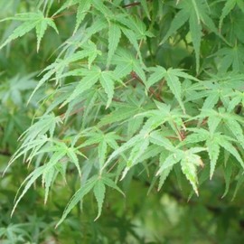 Japanese Maple Green Tree - 7 Gallon (Due to Agricultural Laws, we Cannot Ship to CA, AZ, AK, or HI)