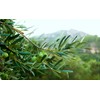 Olive leaf organic olive leaves grawn in Morocco 50g Zytoon