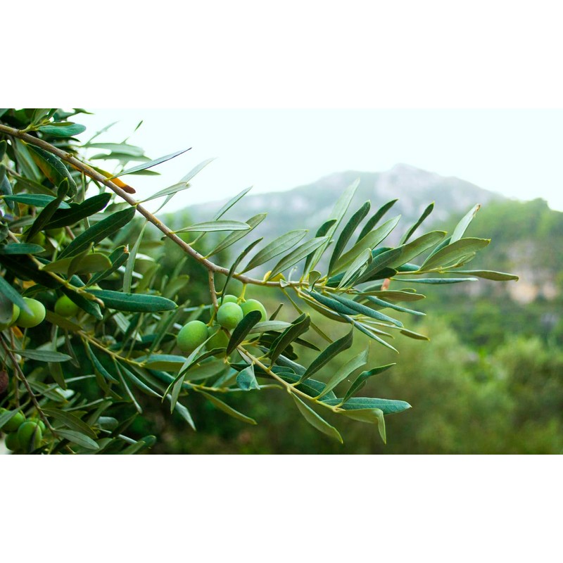 Olive leaf organic olive leaves grawn in Morocco 50g Zytoon