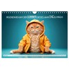 KATZEN-IRONIE Lach mal wieder (Wall Calendar 2026 DIN A4 Landscape),