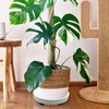 itechpanda Outdoor Roll Around Plant Caddy with Wheeled Planter Pallet,