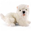 Carl Dick Westie, West Highland Terrier lying 12.5 inches, 32cm,