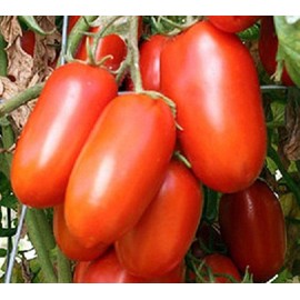 David's Garden Seeds Tomato Paste Roma Determinate 25 Non-GMO, Heirloom Seeds