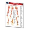 Muscular System Guide: Extremities - Medical Chart - Laminated Quick