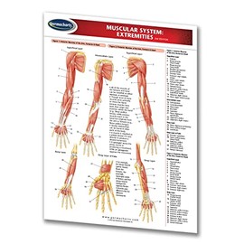 Muscular System Guide: Extremities - Medical Chart - Laminated Quick Reference Guide by Permacharts