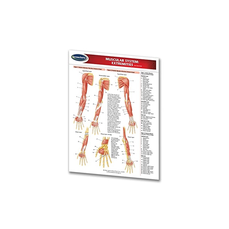 Muscular System Guide: Extremities - Medical Chart - Laminated Quick