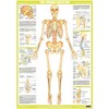 Human Skeleton Anatomy Chart (A3 Laminated)