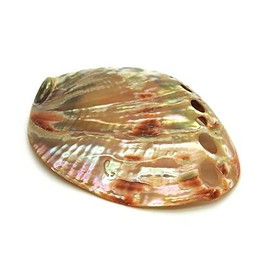 Loose Natural Fresh Californian White Sage, Abalone Shell and Charcoal Disc for Smudging - Incense