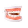 Standard Dental Study Model - Adult Simulation Teeth Model Display,