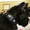 Bestia® Eros Leather Collar for Large Dog Breeds with Antique