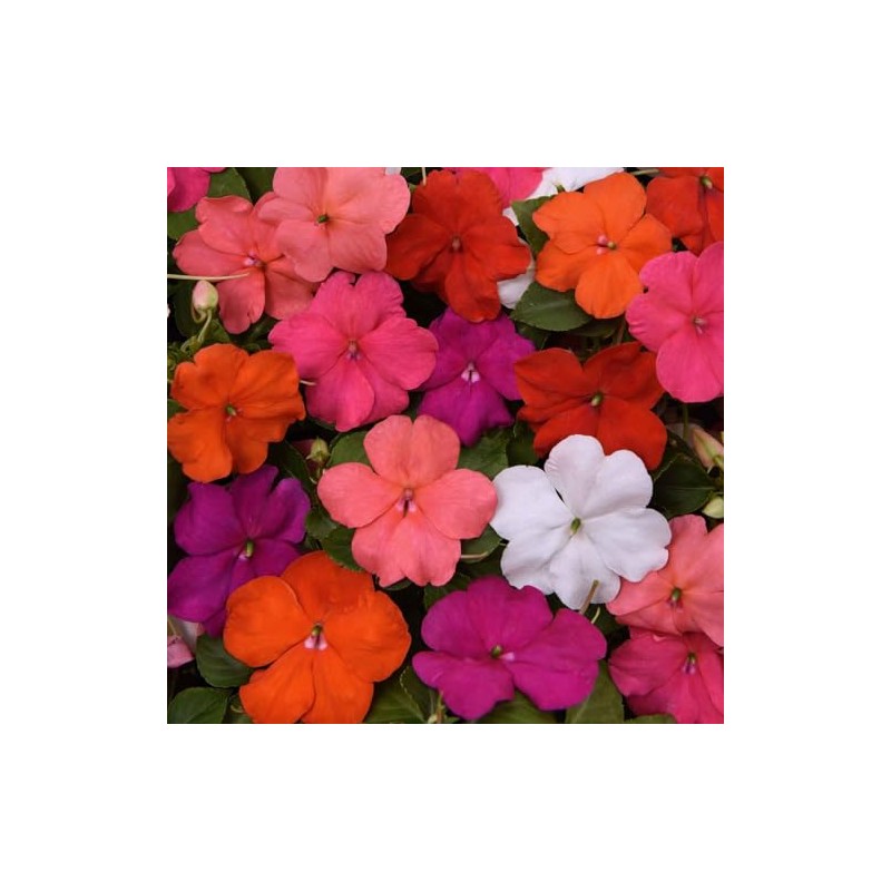 Eden Brothers Impatiens Seeds - Beacon Mix