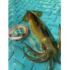 Gosen Equatal Stealth Leader 98.4 ft (30 m) No. 3