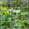 Tcamp Heavy-Duty Polyester Plant Trellis Netting 5 x 15ft (1