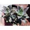 Ghost Plant Graptopetalum Pentandrum Superbum Flowering Succulent Rooted 2" Pot