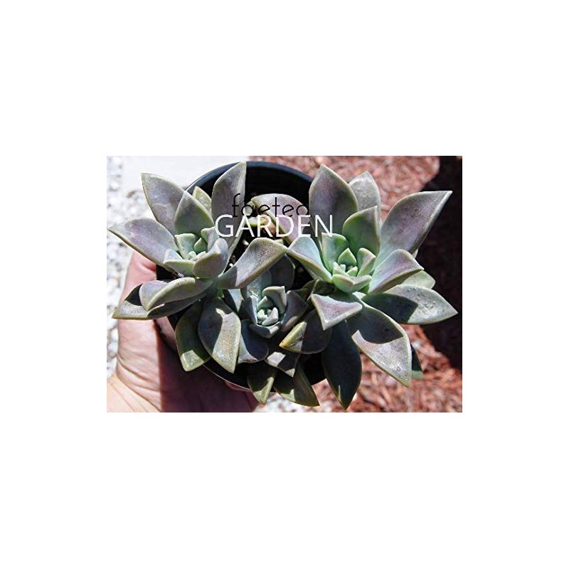 Ghost Plant Graptopetalum Pentandrum Superbum Flowering Succulent Rooted 2" Pot