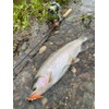 D3 Custom Lures Minnow Joint Dahlia 60S Sinking 5.5g #3/RBYA