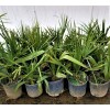 Northeast Ohio Palm Trees Sabal Minor Palm Tree, 3 Gallon,