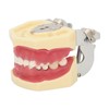 Periodontal Disease Teeth Resin Model Dental Demonstration Teeth Model for