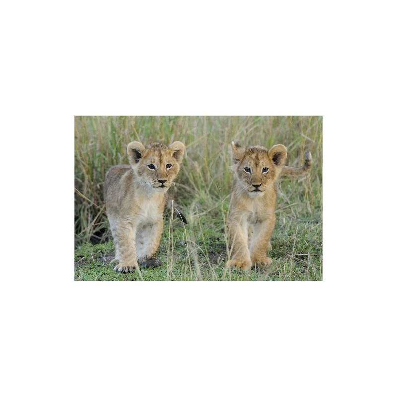 3D Postcard/Lenticular Card Cats'Two young lion in the Serengeti "