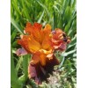Flowers 2) Iris Rhizome Bulb /Reblooming /Tall Heirloom