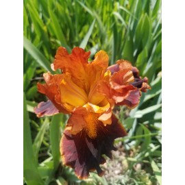 Flowers 2) Iris Rhizome  Bulb /Reblooming /Tall Heirloom