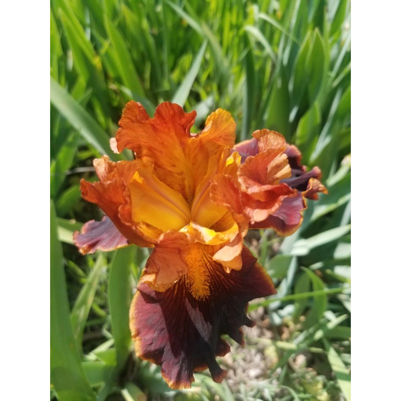 Flowers 2) Iris Rhizome Bulb /Reblooming /Tall Heirloom